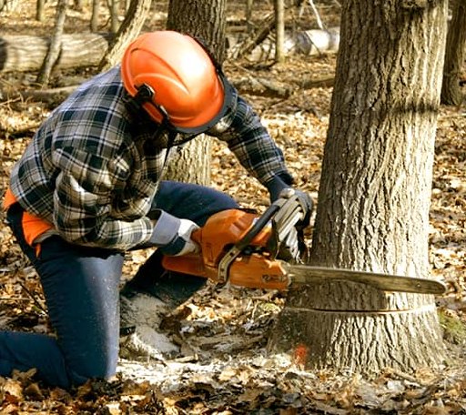 Tree Removal in Haworth, OK